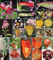 Attēlu rezultāti vaicājumam “Tropaeolaceae”