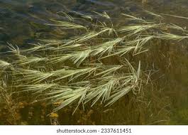 Attēlu rezultāti vaicājumam “Glyceria fluitans”