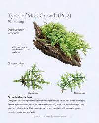Attēlu rezultāti vaicājumam “Pleurocarpous mosses”