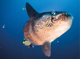 Image result for Mola alexandrini