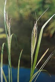 Attēlu rezultāti vaicājumam “Carex acuta fruit”
