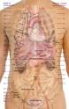 Gallbladder - Wikipedia, the free encyclopedia