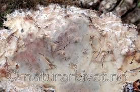 Attēlu rezultāti vaicājumam “Gloeoporus pannocinctus”