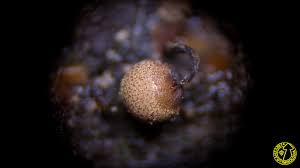 Attēlu rezultāti vaicājumam “Cribraria aurantiaca”