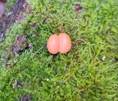 Attēlu rezultāti vaicājumam “Lycogala miserum spores”