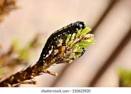 Attēlu rezultāti vaicājumam “Acantholyda erythrocephala”