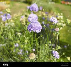 Image result for Iberis umbellata
