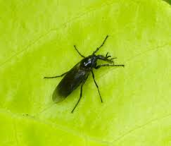 Attēlu rezultāti vaicājumam “Bibionidae female”