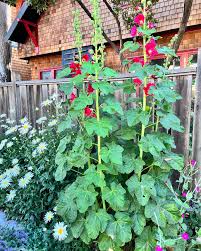 Attēlu rezultāti vaicājumam “Alcea rosea leaf”
