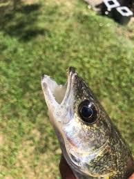 Image result for Sander canadensis/vitreus