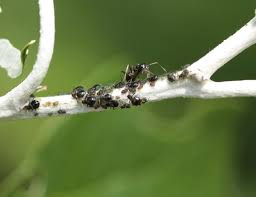 Attēlu rezultāti vaicājumam “Chaitophorus populeti”