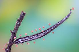 Attēlu rezultāti vaicājumam “Lamproderma debile spores”