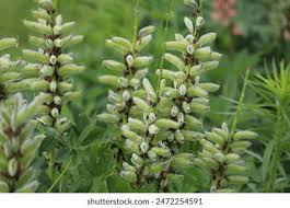 Attēlu rezultāti vaicājumam “Lupinus polyphyllus leaf”