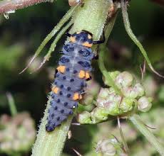 Attēlu rezultāti vaicājumam “Coccinella septempunctata larva”