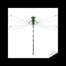 Attēlu rezultāti vaicājumam “Enallagma cyathigerum male”