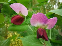 Attēlu rezultāti vaicājumam “Tropaeolum majus fruit”