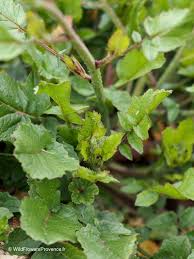 Attēlu rezultāti vaicājumam “Raphanus raphanistrum”