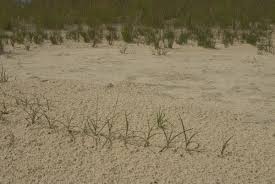 Attēlu rezultāti vaicājumam “Carex arenaria”