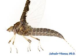 Attēlu rezultāti vaicājumam “Ephemeroptera imago”