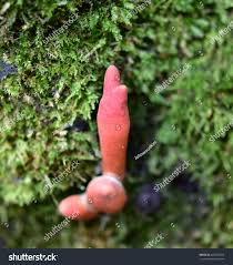 Attēlu rezultāti vaicājumam “Podostroma leucopus”