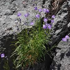 Attēlu rezultāti vaicājumam “Campanula rotundifolia”