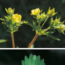 Attēlu rezultāti vaicājumam “Potentilla norvegica flower”