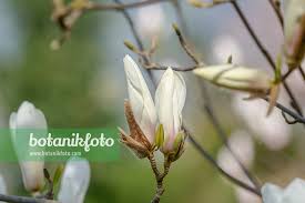 Attēlu rezultāti vaicājumam “Magnolia cylindrica”