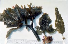 Attēlu rezultāti vaicājumam “Euura acutifoliae”