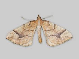 Attēlu rezultāti vaicājumam “Eulithis pyraliata”