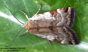 Attēlu rezultāti vaicājumam “Cryptocala chardinyi”