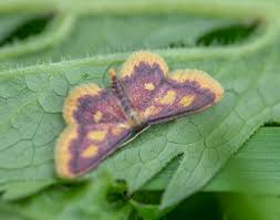 Attēlu rezultāti vaicājumam “Idaea muricata”