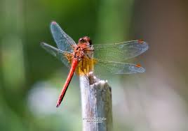 Attēlu rezultāti vaicājumam “Sympetrum flaveolum”
