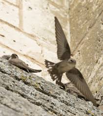 Image result for Ptyonoprogne rupestris