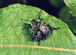 Attēlu rezultāti vaicājumam “Picromerus bidens”