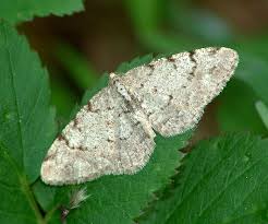 Attēlu rezultāti vaicājumam “Aethalura punctulata”