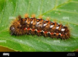 Attēlu rezultāti vaicājumam “Acronicta rumicis larva”