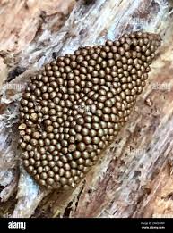 Attēlu rezultāti vaicājumam “Oligonema persimile macro”