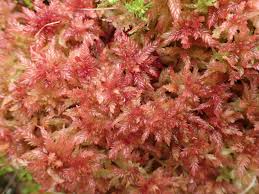 Attēlu rezultāti vaicājumam “Sphagnum magellanicum”