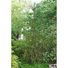 Attēlu rezultāti vaicājumam “Reticularia jurana macro”