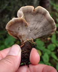 Attēlu rezultāti vaicājumam “Onnia tomentosa”