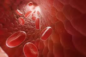Image result for blood