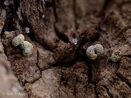 Attēlu rezultāti vaicājumam “Physarum decipiens”