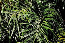 Attēlu rezultāti vaicājumam “Arenaria procera leaf”