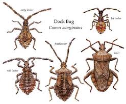 Attēlu rezultāti vaicājumam “Coreus marginatus”