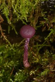 Attēlu rezultāti vaicājumam “Phleogena faginea young”