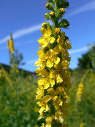 Image result for Agrimonia eupatoria