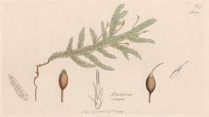 Attēlu rezultāti vaicājumam “Neckera crispa”