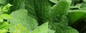 Attēlu rezultāti vaicājumam “Symphytum officinale leaf”