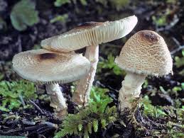 Attēlu rezultāti vaicājumam “Lepiota clypeolaria”