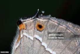 Attēlu rezultāti vaicājumam “Theclinae”